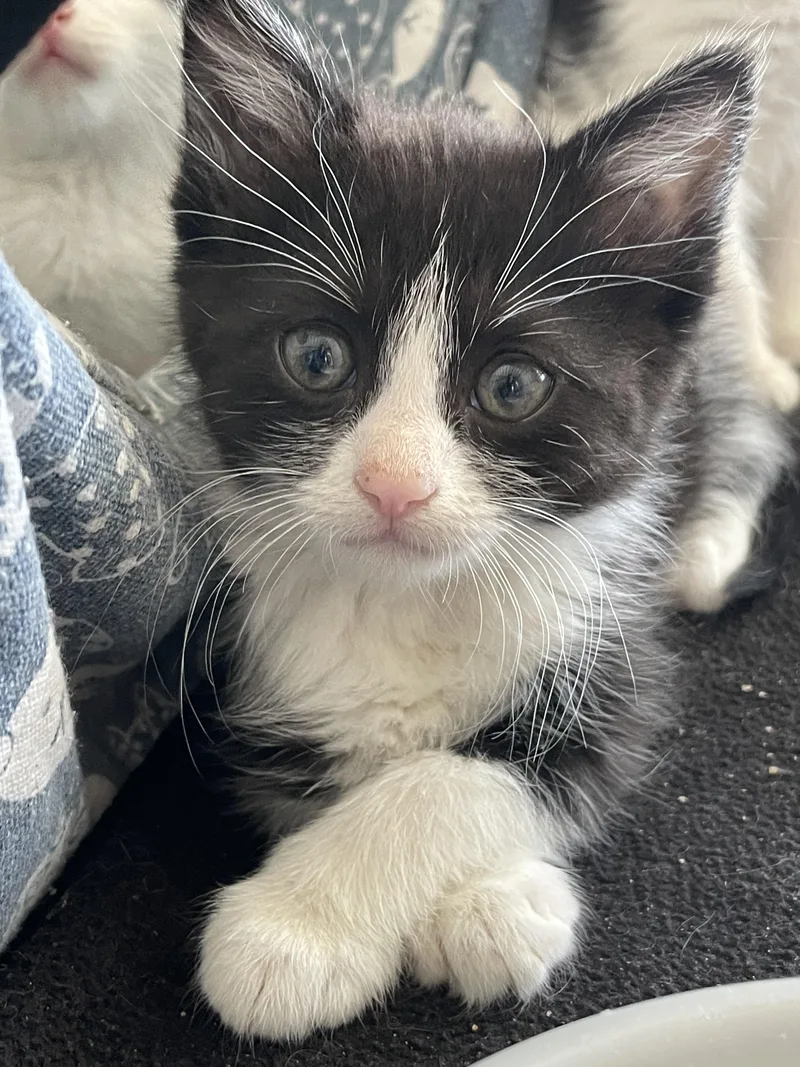 A baby medium-sized female Black Domestic Short Hair cat named Agnes for adoption in Fruit Heights, UT