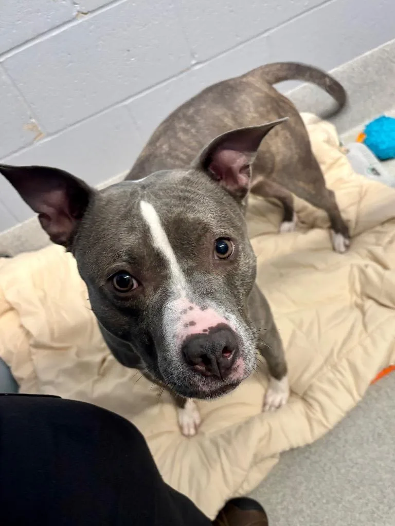 An adult medium-sized female Pit Bull Terrier dog named Neveah for adoption in Bloomington, IN