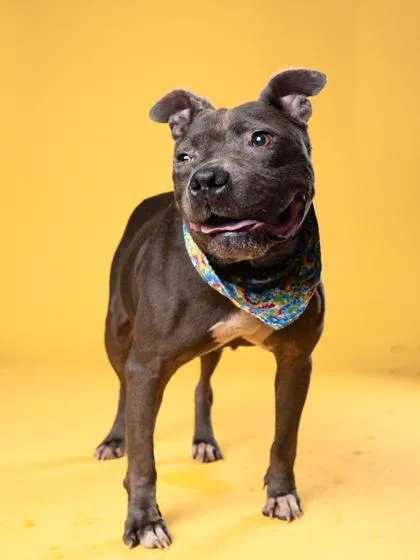 A senior medium-sized female Pit Bull Terrier dog named Lil Ol Lady for adoption in Atlanta, GA