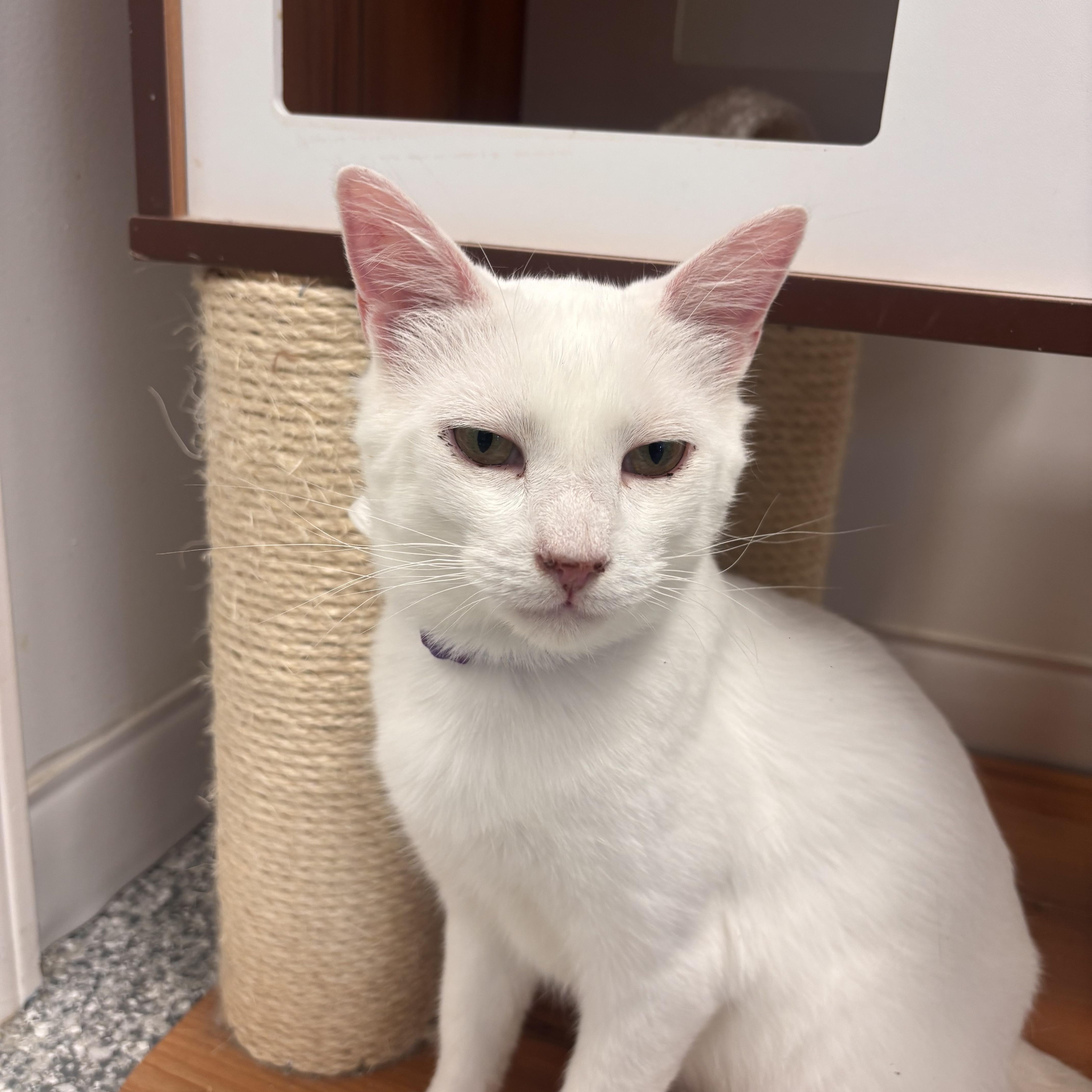 A young medium-sized male White Domestic Short Hair cat named Lucius for adoption in Hudsonville, MI