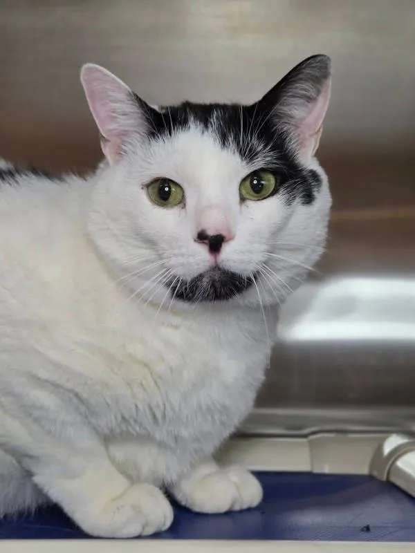 An adult large-sized male Domestic Short Hair cat named Spot for adoption in Millersville, MD