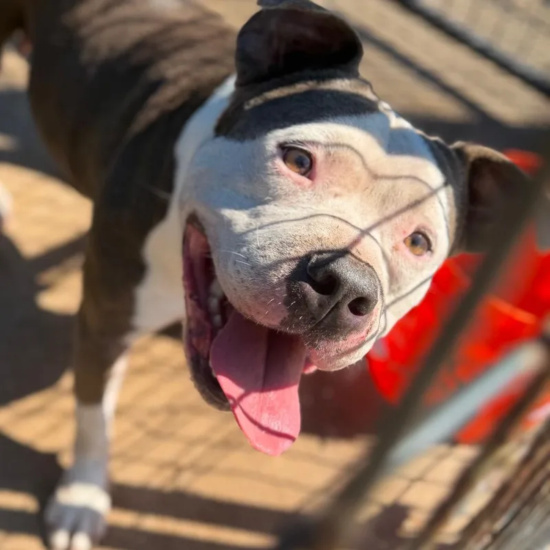 An adult large-sized female Brown / Chocolate Pit Bull Terrier dog named Holly for adoption in Lake Jackson, TX