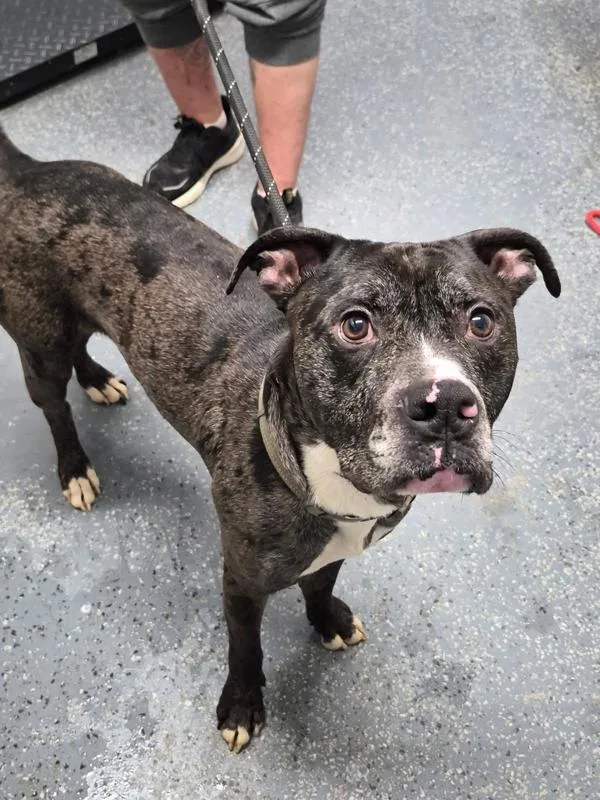 An adult large-sized male American Staffordshire Terrier dog named Zuko for adoption in Morristown, TN