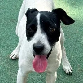 A young medium-sized female Black Sheep Dog dog named Lucia for adoption in Williston, VT