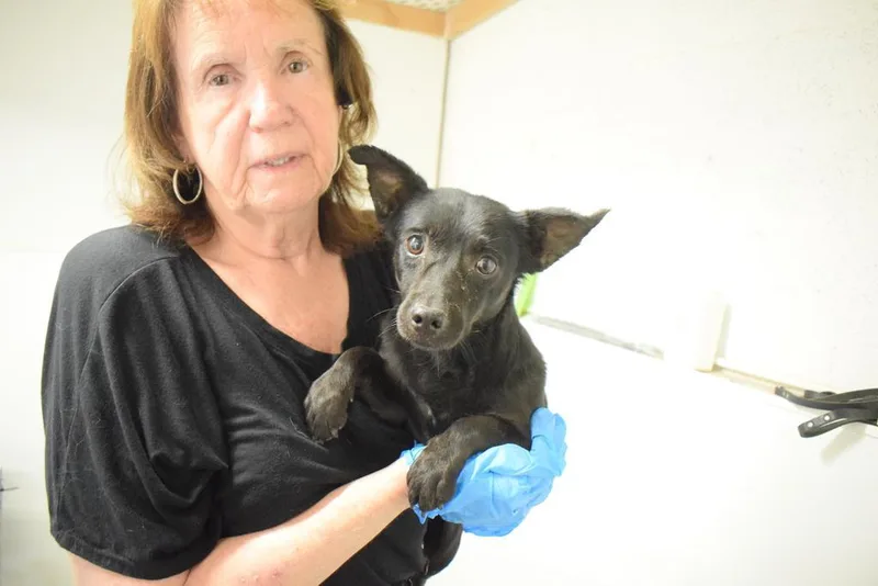 A young medium-sized male Chihuahua dog named Noah for adoption in Pahrump, NV