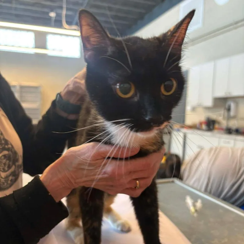 An adult medium-sized female Calico Domestic Short Hair cat named Camille for adoption in Pasadena , MD