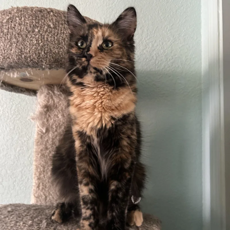 A baby medium-sized female Tortoiseshell American Shorthair cat named Reeses for adoption in Laguna Woods, CA