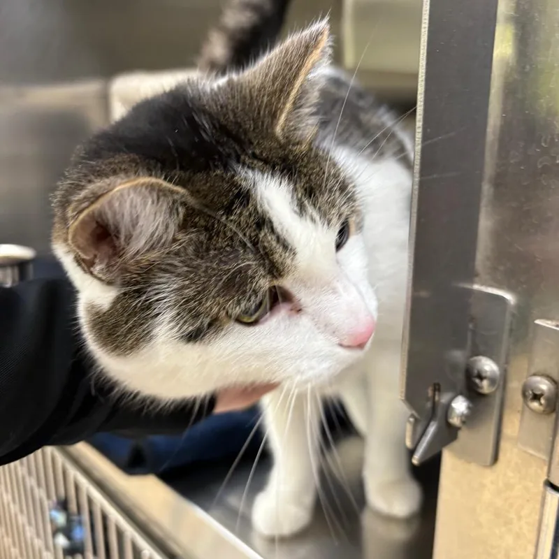 An adult large-sized male Black Domestic Short Hair cat named William Earl for adoption in Springfield, IL