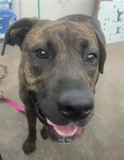 A young large-sized female Mixed Breed dog named Arcane for adoption in Dallas, TX