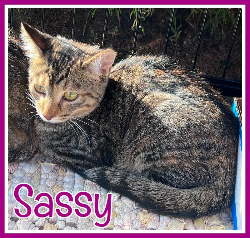 A young medium-sized female Domestic Short Hair cat named Sassy for adoption in Valley City, ND