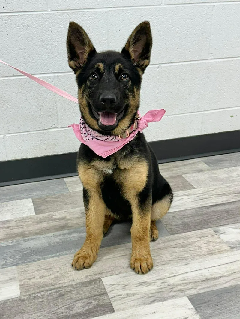 Harper The German Shepherd thumbnail 5