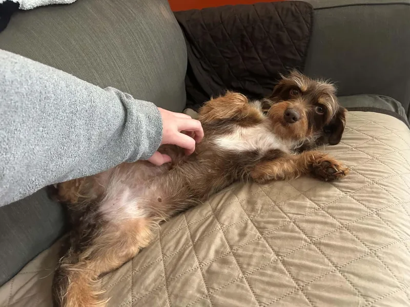An adult small-sized male Mixed Breed dog named Gillian Grace for adoption in Chelmsford, MA