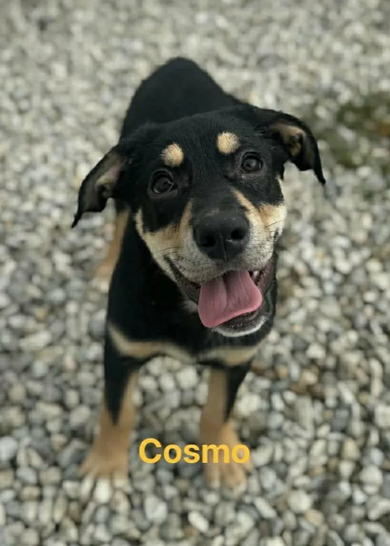 Cosmo thumbnail 2