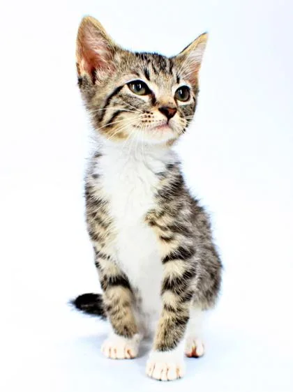 A baby small-sized male Domestic Short Hair cat named Oakley for adoption in Morton Grove, IL