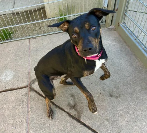 A young medium-sized female Rottweiler dog named Jessy for adoption in Martinez, CA