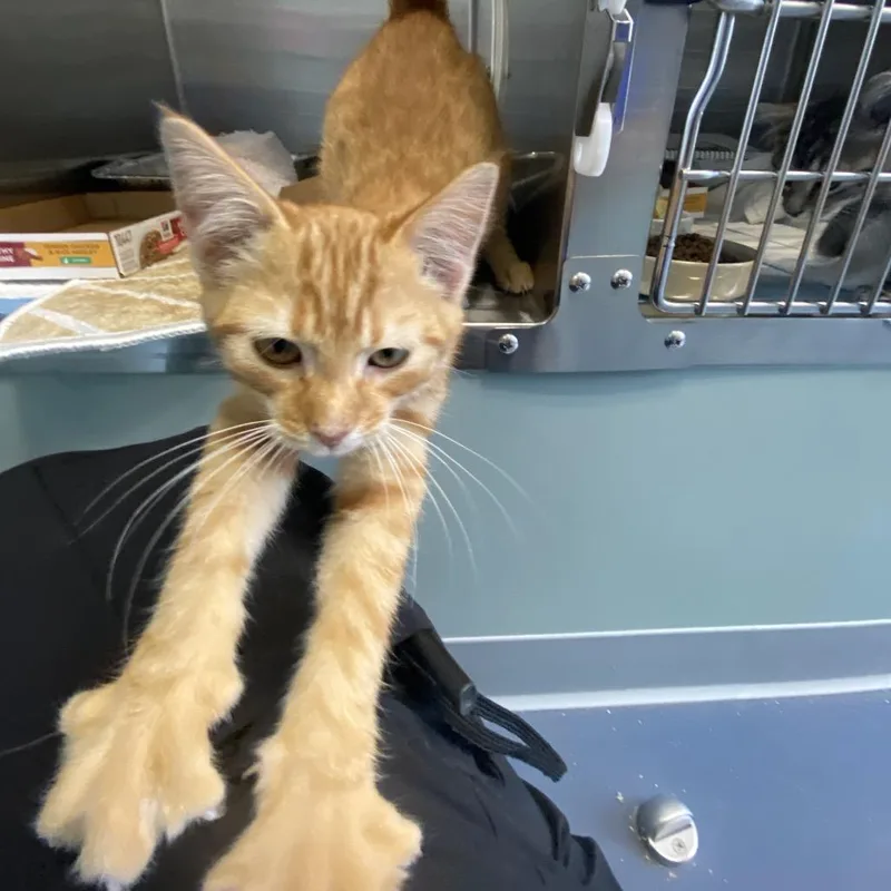 A baby small-sized male Orange / Red Domestic Short Hair cat named Flo for adoption in Greensboro, NC