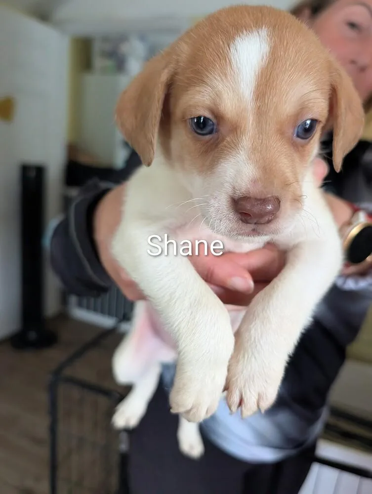 A baby small-sized male Tricolor (Brown, Black, & White) American Bulldog dog named Shane Selina for adoption in Lakeland, FL