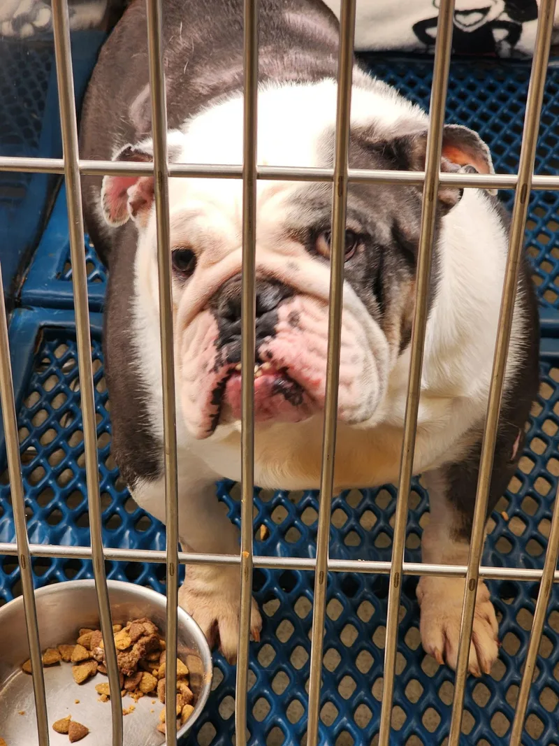 An adult medium-sized female English Bulldog dog named Ester for adoption in Marine City, MI