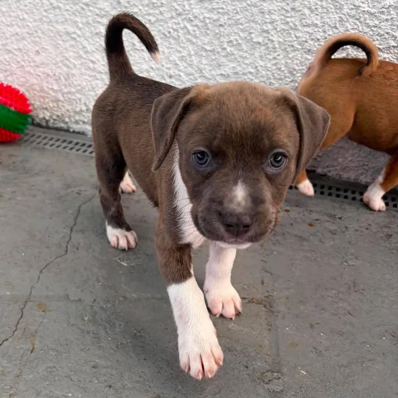 A baby medium-sized female Brindle Hound dog named Naomi for adoption in Seminole, FL