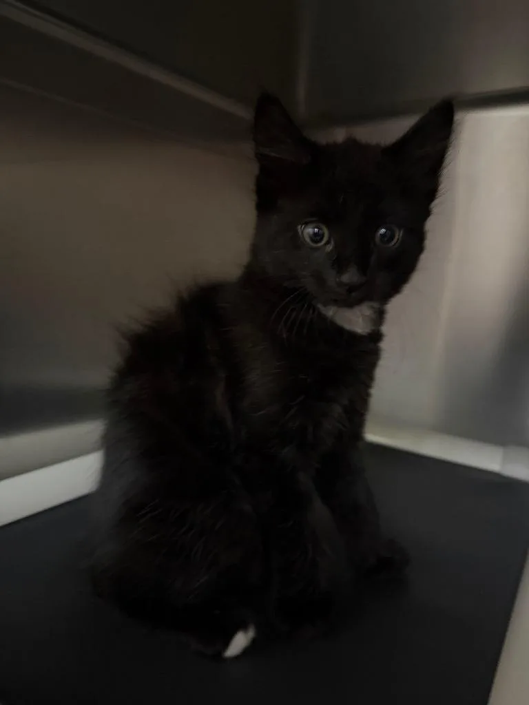 A baby medium-sized male Domestic Short Hair cat named Coconut for adoption in Pomona, NY