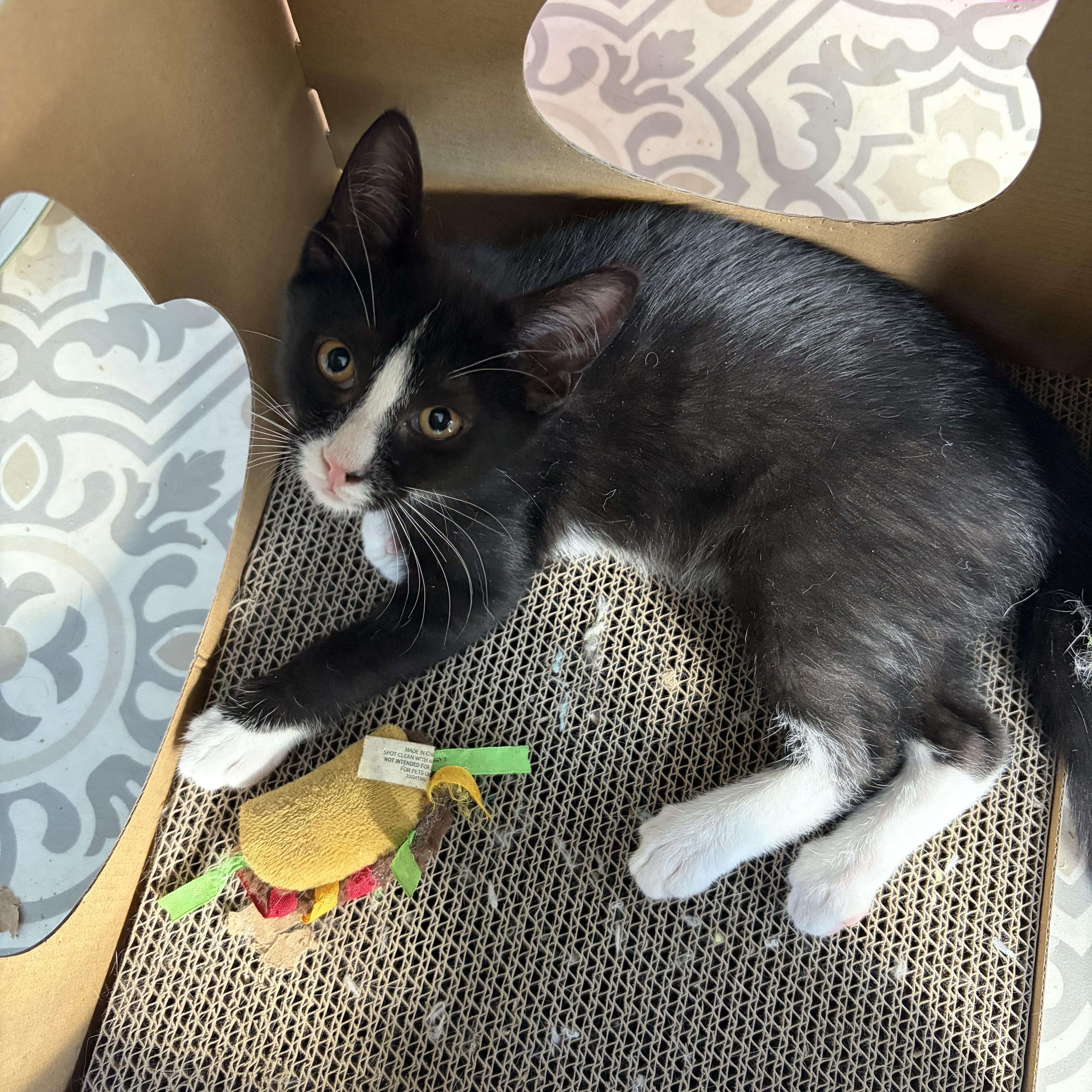A baby medium-sized male Black & White / Tuxedo Domestic Short Hair cat named Mason for adoption in East Amherst, NY
