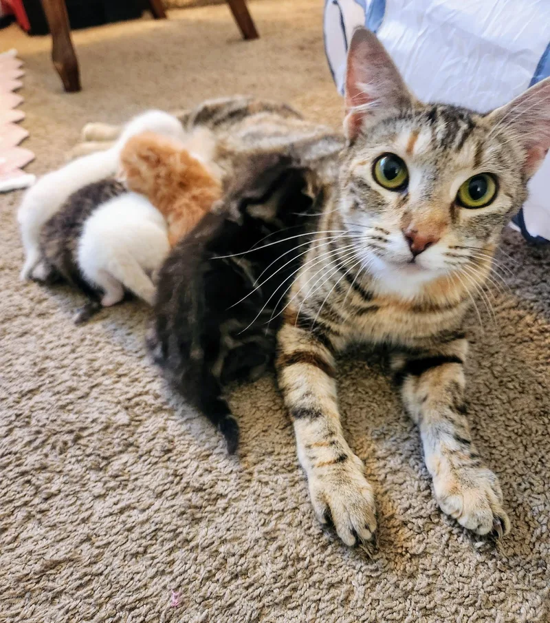 An adult medium-sized female Tabby (Buff / Tan / Fawn) Domestic Short Hair cat named Mélange for adoption in Palm Harbor, FL