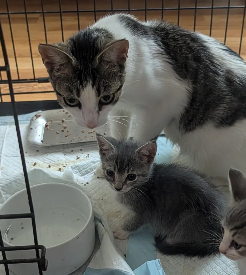 A baby medium-sized male Gray & White Domestic Short Hair cat named Gouda for adoption in Pittsburgh, PA