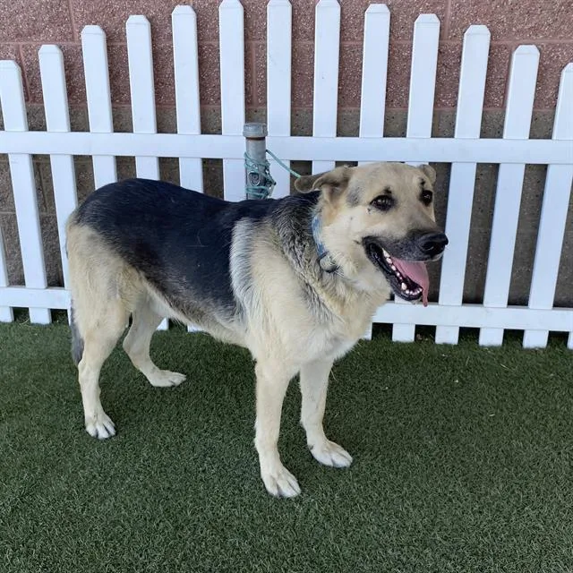 An adult large-sized male German Shepherd Dog dog named Dodge for adoption in Modesto, CA