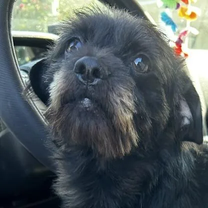 An adult small-sized male Black Mixed Breed dog named Toto for adoption in Poplar Bluff, MO