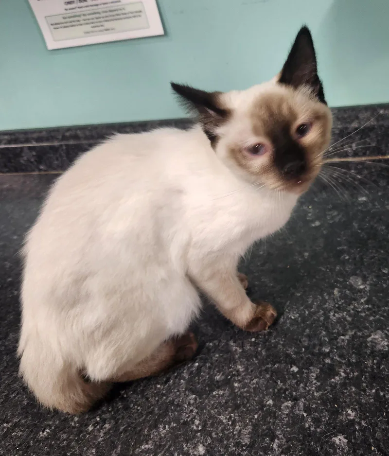 A young medium-sized male Domestic Short Hair cat named Benny for adoption in Crossville, TN