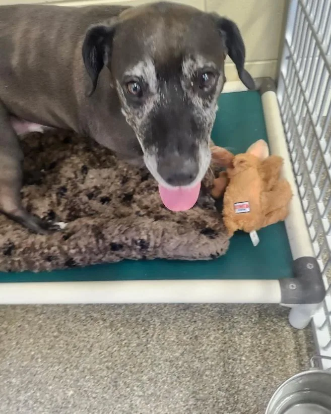 A senior medium-sized female Black Pit Bull Terrier dog named Roxie for adoption in Belvidere, IL