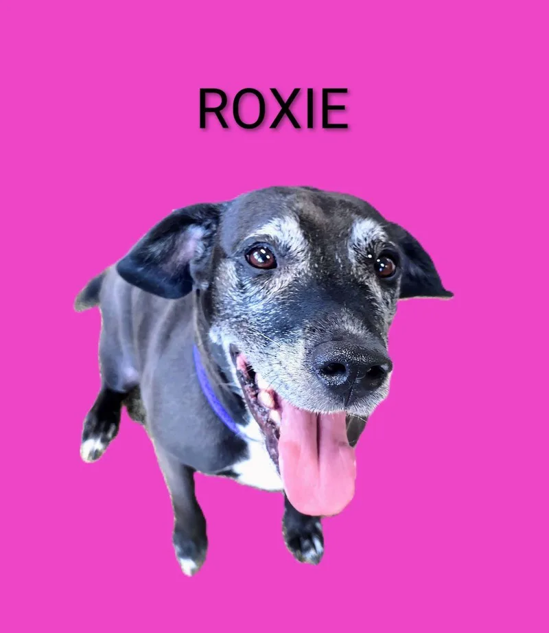 Roxie thumbnail 2