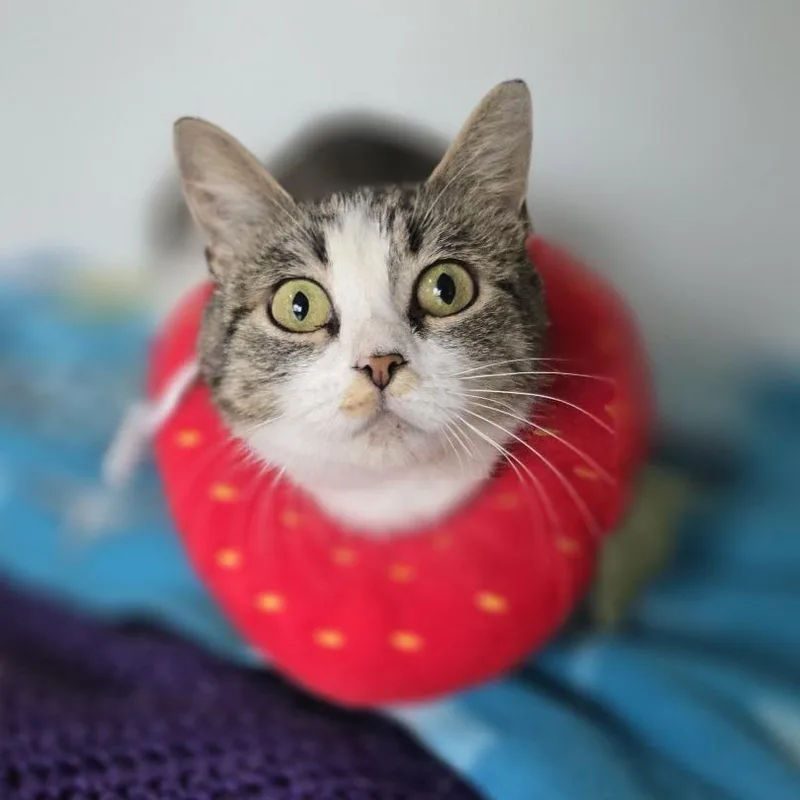 A young medium-sized female Brown / Chocolate Domestic Short Hair cat named Reba McEntire for adoption in Dearborn, MI