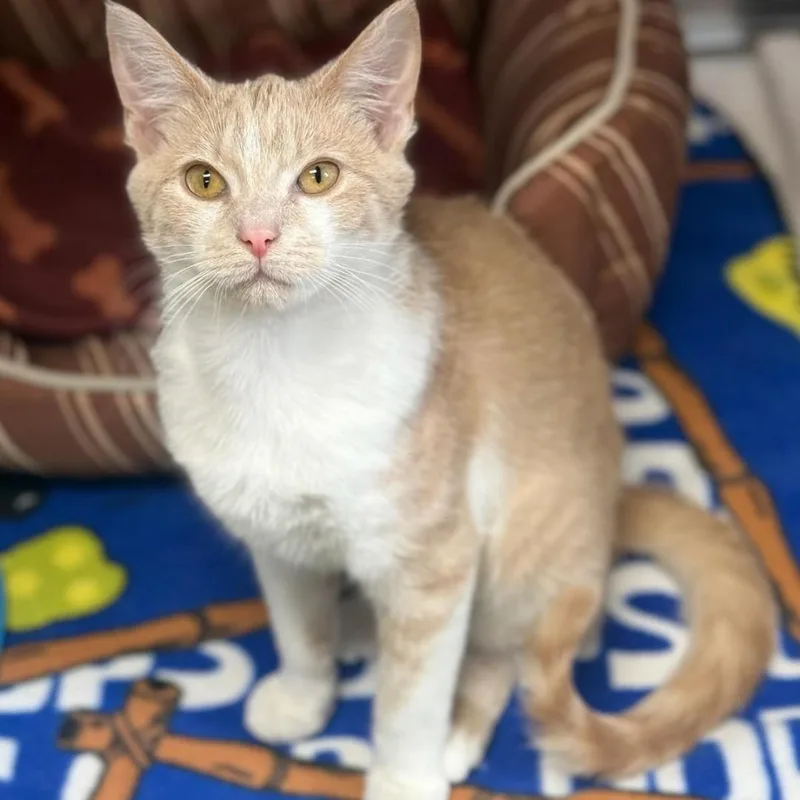 A young medium-sized female Calico Domestic Short Hair cat named Queso for adoption in Greensburg, PA