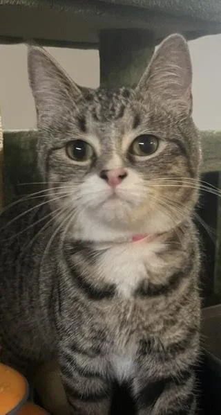 A young medium-sized female Bengal cat named Princess Anna for adoption in Danbury, CT