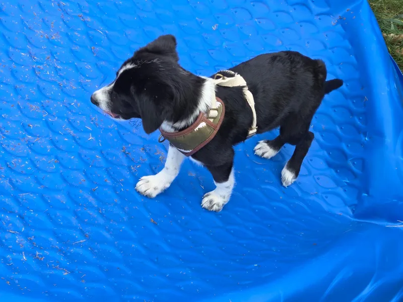 A baby medium-sized female Australian Cattle Dog / Blue Heeler dog named Daisy for adoption in Plano, TX