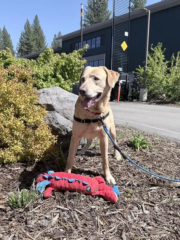 An adult large-sized male Mixed Breed dog named Sunny for adoption in Truckee, CA