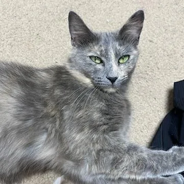 An adult medium-sized female Tortoiseshell Domestic Short Hair cat named Duchess for adoption in Troy, VA