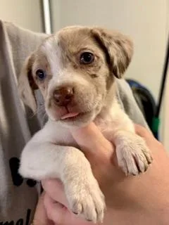 A baby medium-sized female Yellow / Tan / Blond / Fawn Australian Shepherd dog named Honey for adoption in Winter Haven, FL