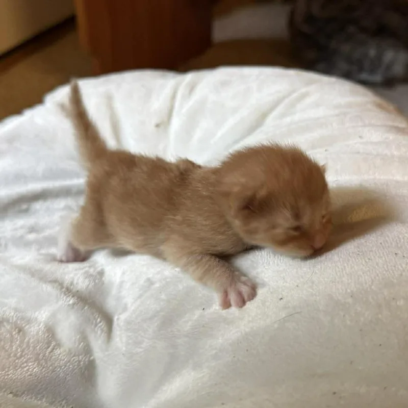 A baby small-sized male Orange / Red Domestic Short Hair cat named CheezIt for adoption in Columbus, GA