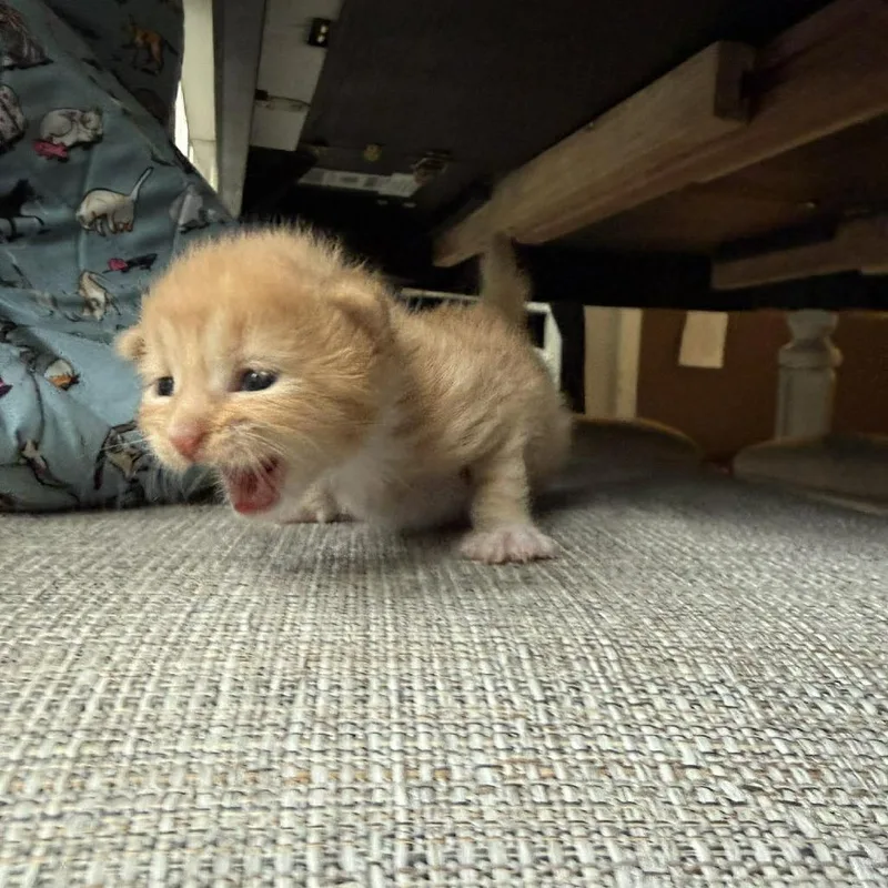CheezIt thumbnail 5