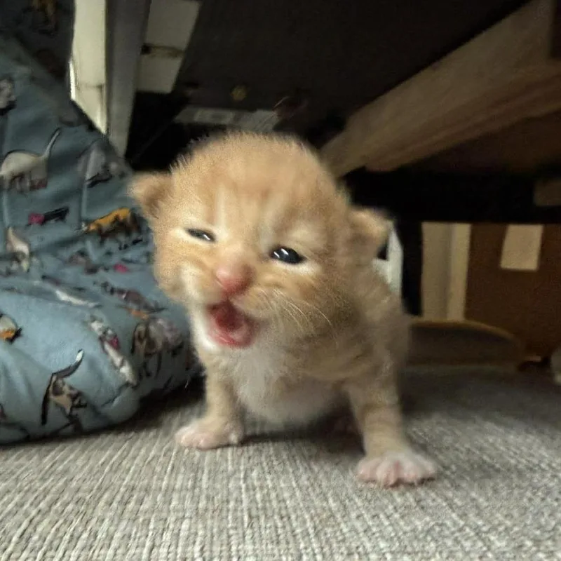 CheezIt thumbnail 6