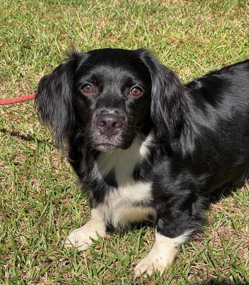 An adult medium-sized female Mixed Breed dog named Cannoli for adoption in Sumter, SC