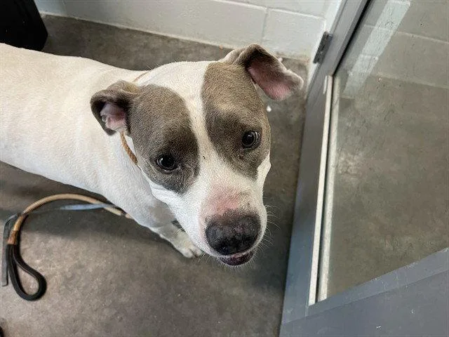An adult large-sized female American Staffordshire Terrier dog named Tessa Marie for adoption in Tavares, FL