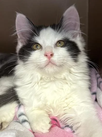 A baby small-sized male Domestic Long Hair cat named Rocket $ for adoption in Seneca, SC