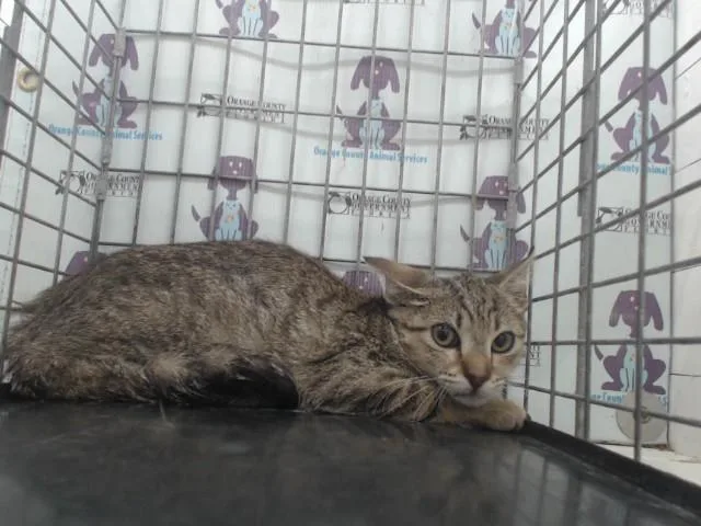 A baby small-sized female Domestic Short Hair cat named Gertrude for adoption in Orlando, FL