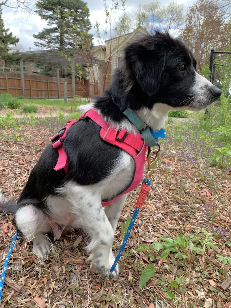 A young medium-sized female Black Labrador Retriever dog named Oreo for adoption in Minnetrista, MN