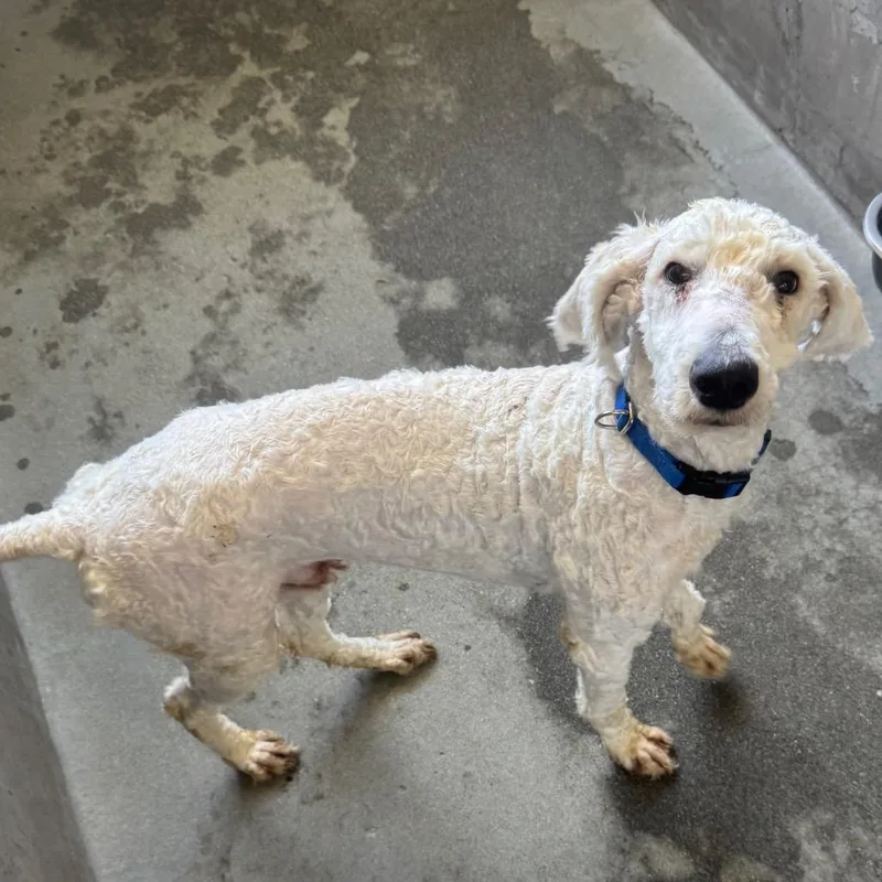An adult medium-sized male White / Cream Standard Poodle dog named Broccoli A for adoption in Mission Hills, CA