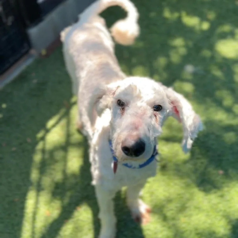 Broccoli A thumbnail 2