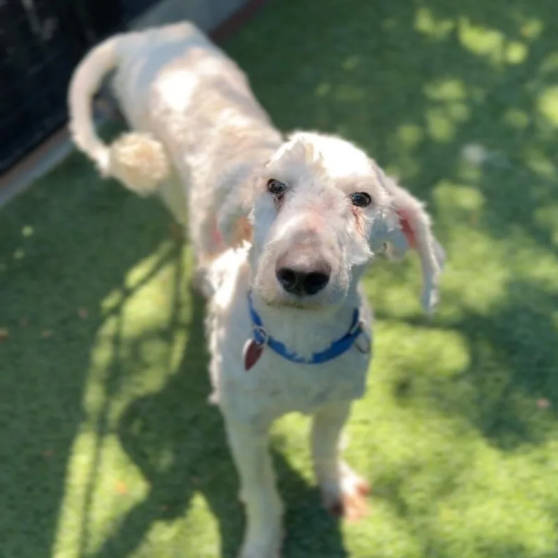 Broccoli A thumbnail 3